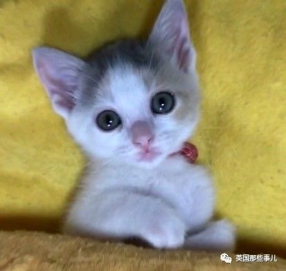 铲屎官养的猫夫妻,一对猫夫妇的铲屎官