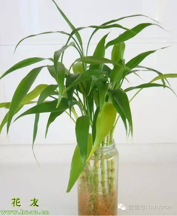 富贵竹怎样栽培好看,富贵竹怎么栽培最好