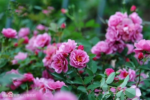 蓝紫色的爬藤月季有哪些品种,天狼蓝紫色月季哪款最优秀