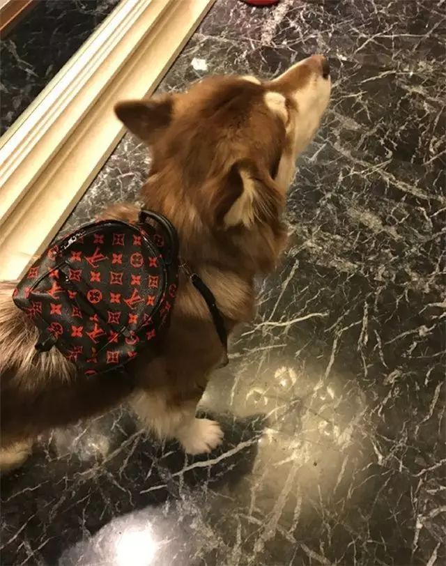 迪丽热巴包包里的东西,迪丽热巴甲壳虫包包