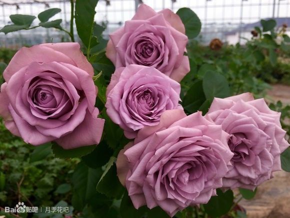 蓝紫色的爬藤月季有哪些品种,天狼蓝紫色月季哪款最优秀