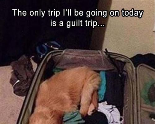 狗在寄养基地会被咬死吗,狗狗寄养宠物店被饿死