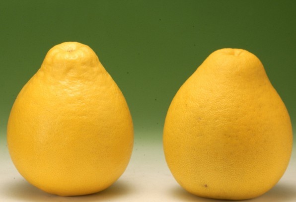 吃柚子的季节要知道的窍门,秋冬多吃柚子