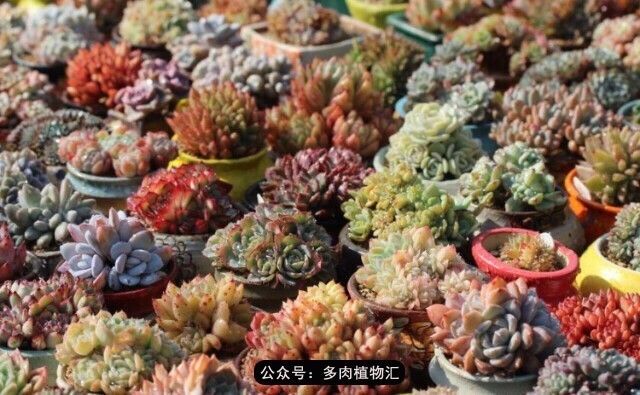 只有见过韩国肉友的阳台，才知道什么叫做物尽其用！