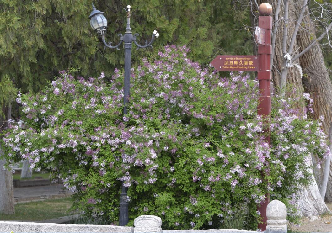 群芳争艳“宝贝园林”罗布林卡