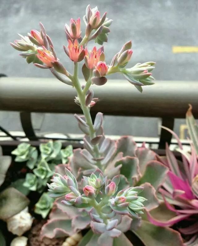 玩花剑的正确方法,花剑教程大全