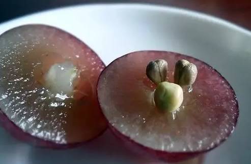 立秋常吃六种水果,立秋后多吃这八种金牌水果