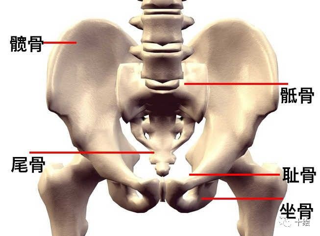 如何画好女性臀部和腿部,要想臀部练得好
