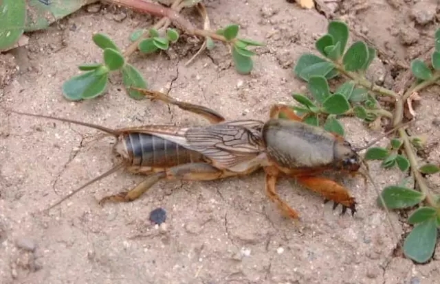 我是害虫！很多人却不认识我！