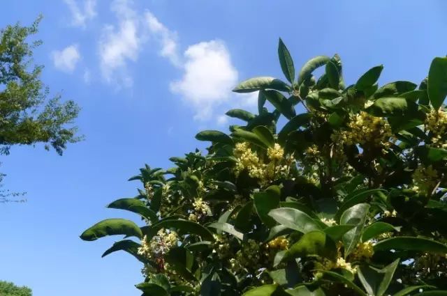 吃过桂花美食才不辜负江苏的秋天,苏州特色桂花