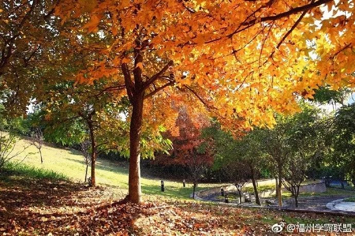 福州一中是全国百强吗,福州一中排名怎么样