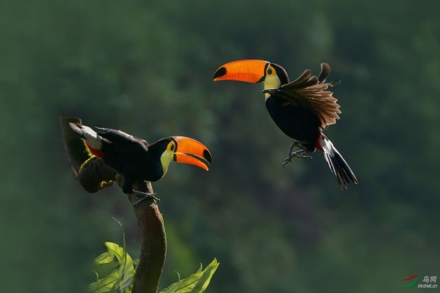 巨嘴鸟的嘴巴有什么用,巨嘴鸟为什么嘴这么大