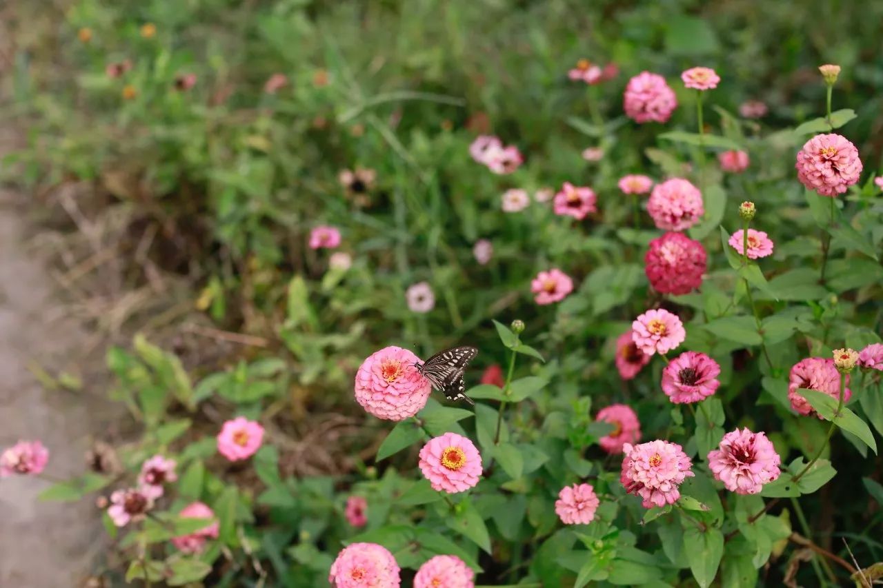 花田里逛了3小时，花材、花束、年度美照都有了