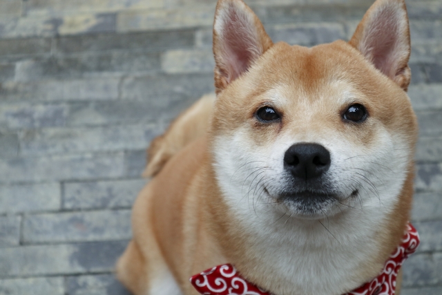 佳能eosm100基础教程,佳能eosm100效果