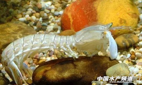 虾类有几千种，你又认识几种？