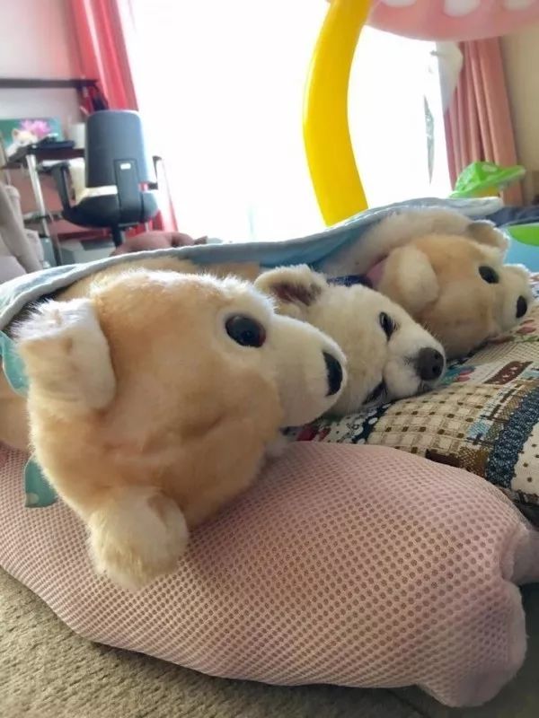 俊介犬舍推荐,俊介犬猫