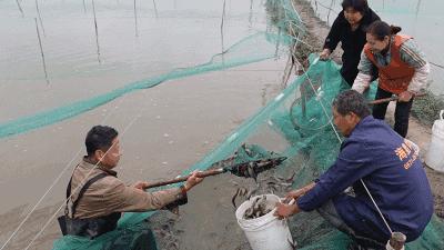 杭州萧山55岁大叔8万元泥鳅苗预计有66万收入!