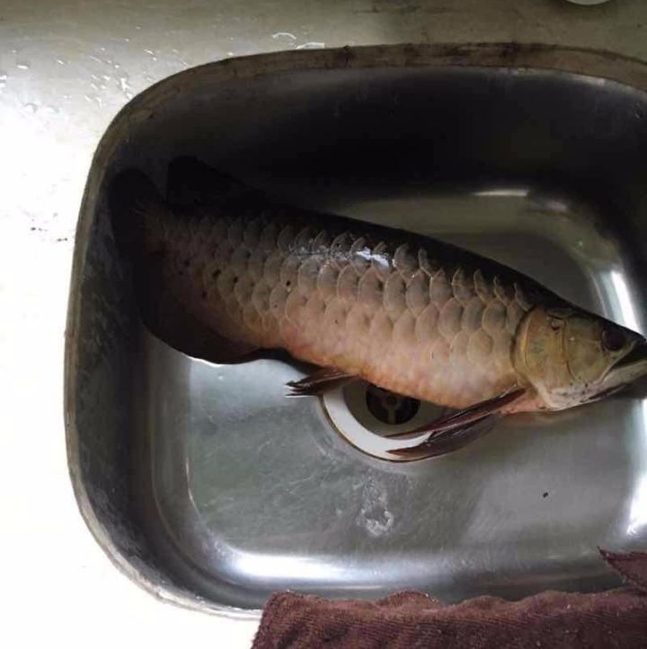 龙鱼死亡现象判断死亡原因,龙鱼全部死了有什么征兆