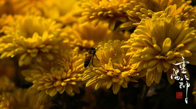佳节又重阳惟愿幸福安康,重阳佳节幸福久久