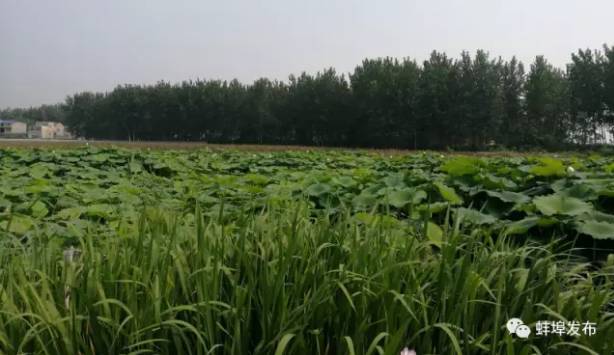 火了！蚌埠最新版使用说明书，竟然有这么多人不知道！