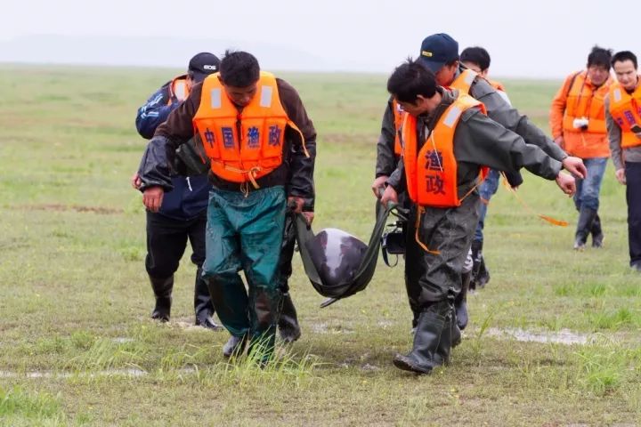 古人画的小动物,绿水青山里面的动物