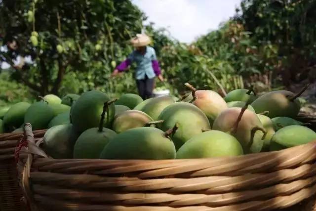 果园免费试吃,果园免费试吃大全