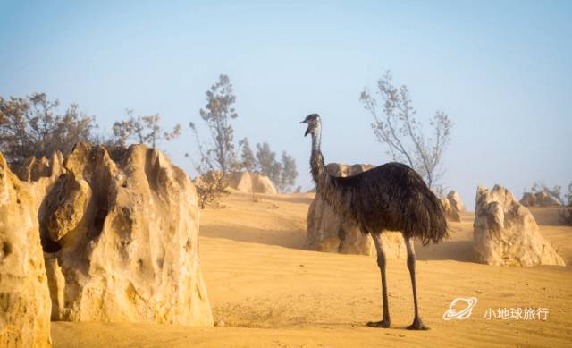 嘿，你吃过蓝蛋吗？