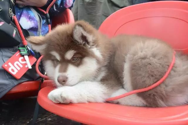 2017年第四届中国*战野**运动冠军赛在崇明激烈开赛！