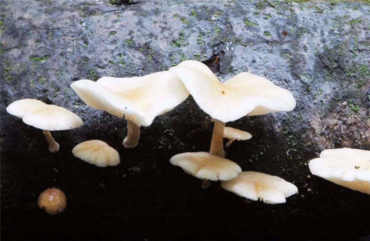 芒市黑河老坡沿途自然风景,芒市苤菜坝和黑河老坡一样吗