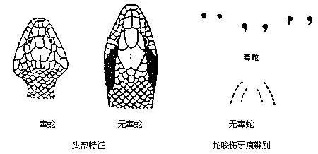 夏天蛇出没怎么防止被咬,养蛇如何防止被咬