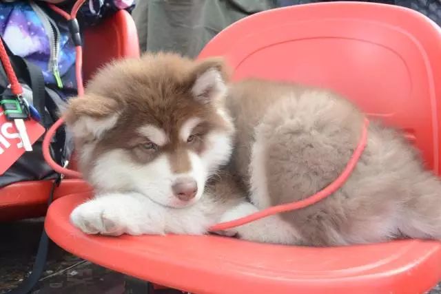 2017年第四届中国*战野**运动冠军赛在崇明激烈开赛！