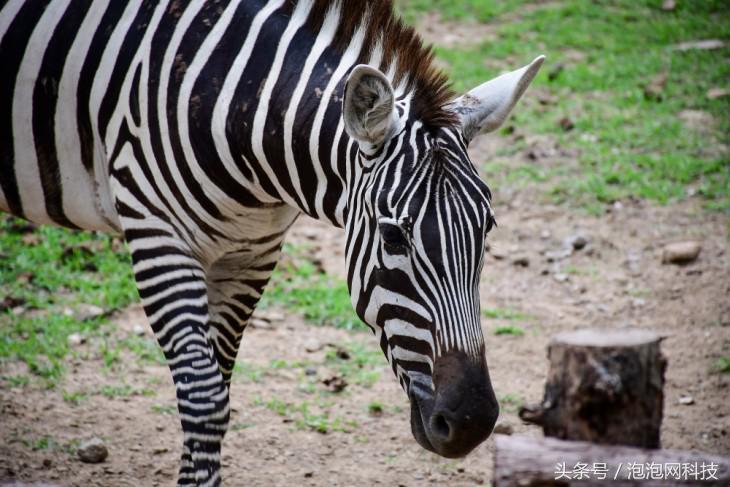 尼康d7500属于什么级别的单反,尼康d7500各种环境下的拍摄参数