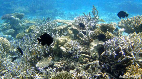 库拉玛蒂浮潜点有几个,马尔代夫库拉玛蒂岛