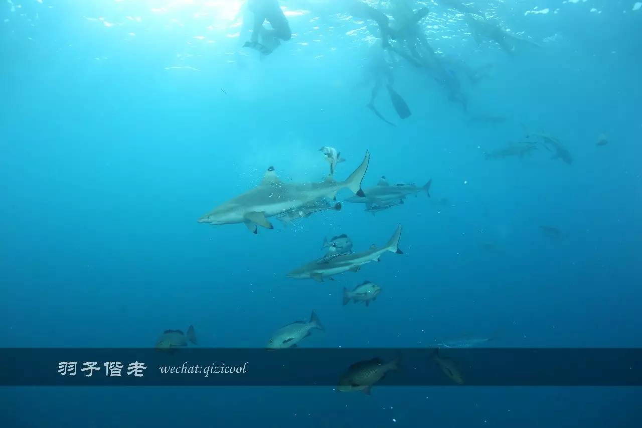 帕劳旅行真实感受,三次帕劳是一种什么体验