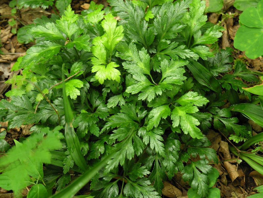 黄连味苦泻心除痞,黄连能清热解毒去火吗