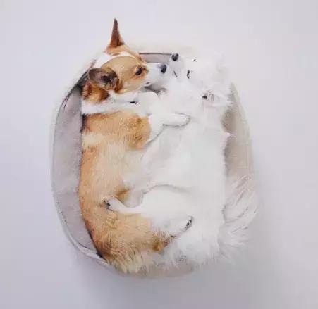 养了一只柯基,养了一只柯基和博美