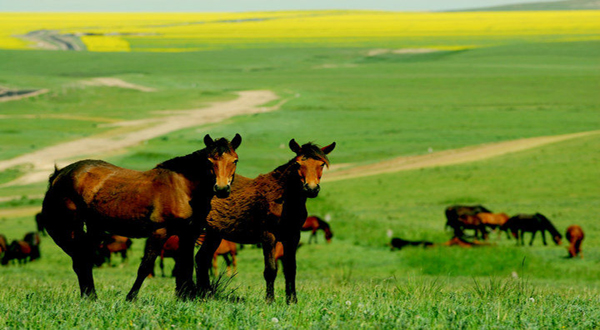 世界第一大马场有多少匹马,世界最大的军马场