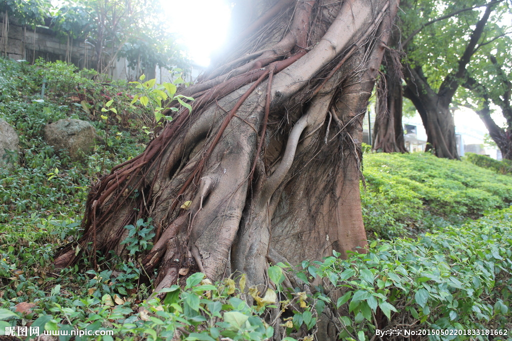 根雕茶盘精工细品,根雕茶盘老料
