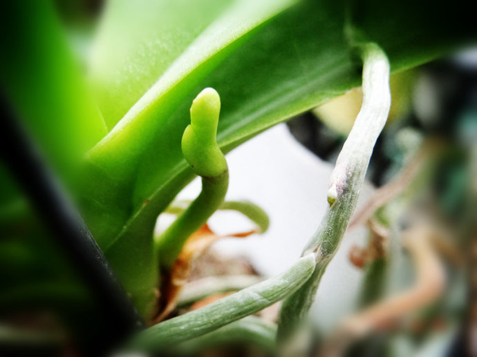 女子顺走天价花,女子顺走50万彩礼