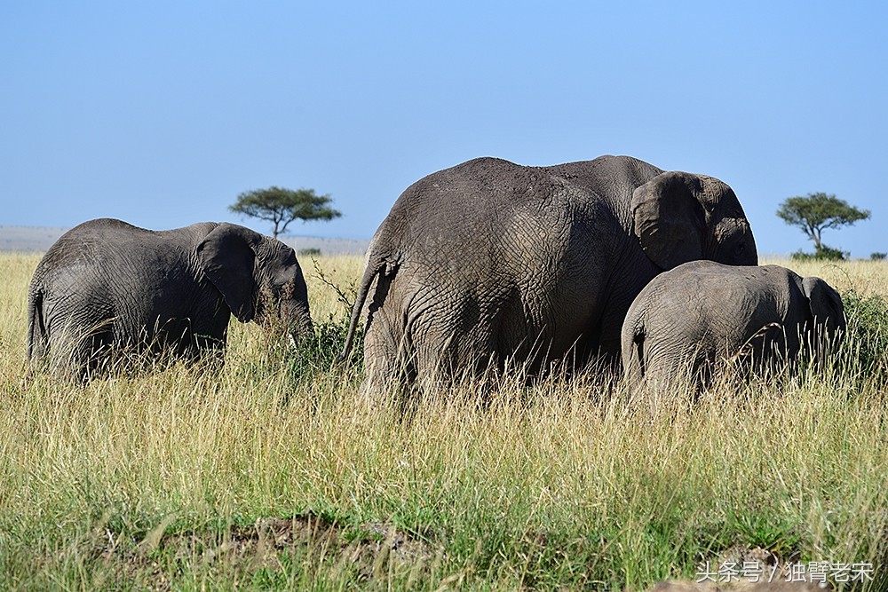 肯尼亚动物大迁徙旅游,肯尼亚迁徙之旅