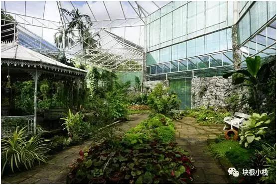 2019上海多肉展仙人球,2023泰国多肉展会直播