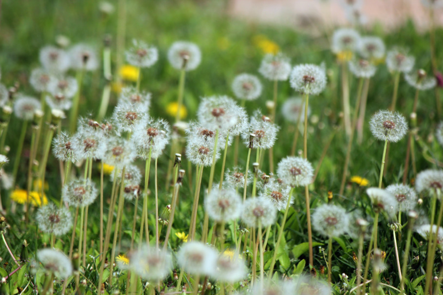 50种常见药材功效之最,中药的常用药材和功效大全