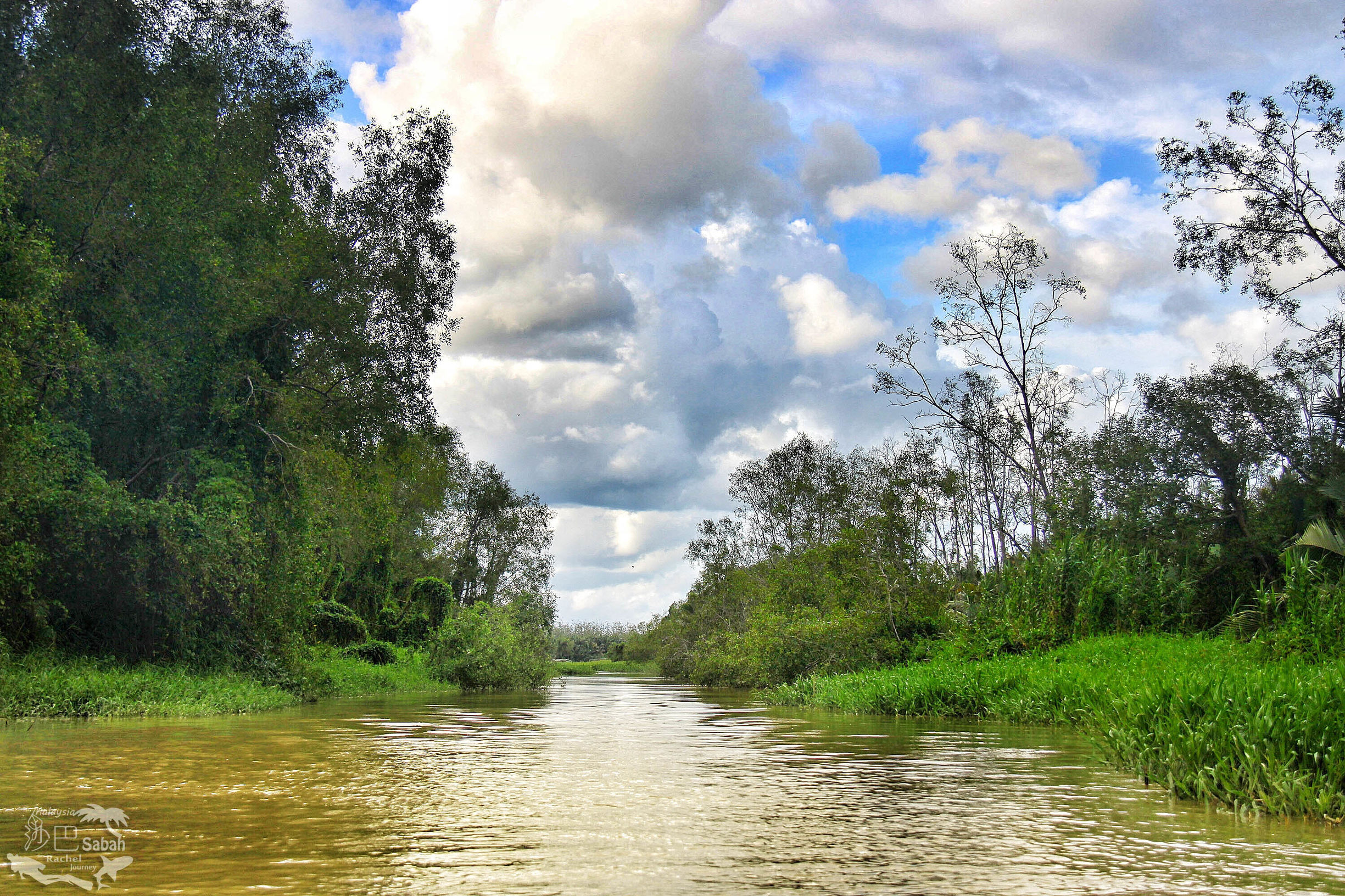 热带雨林是毒还是美威士顿红树林里有怎样的奥秘