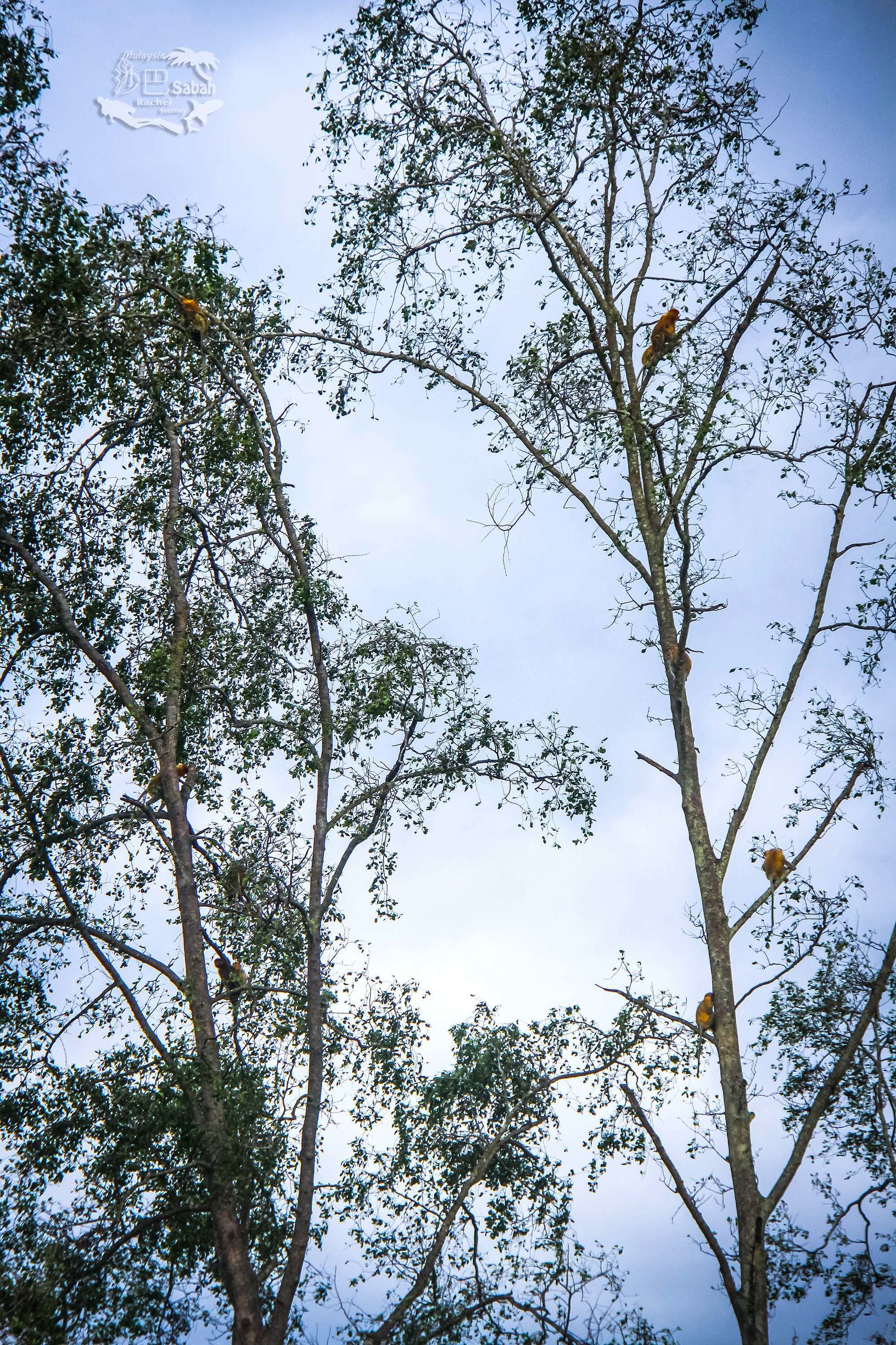 热带雨林是毒还是美威士顿红树林里有怎样的奥秘