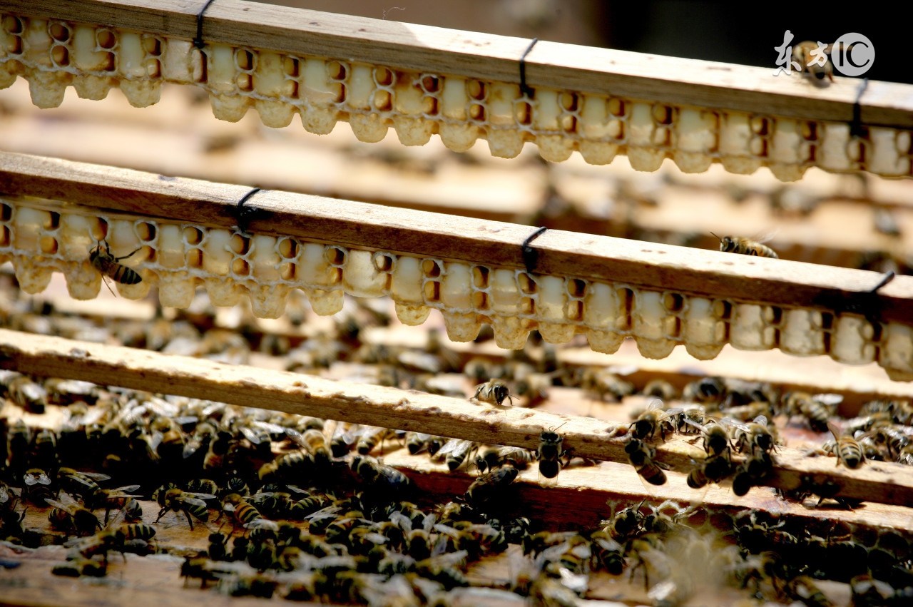 蜜蜂养殖技术入门与实战,蜜蜂养殖技术新手养蜂入门
