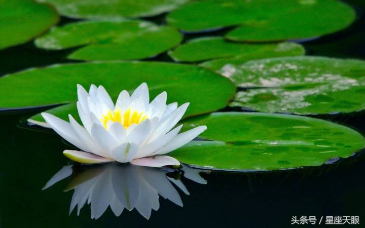 星座天眼：巨蟹座、狮子座、处女座7月28日（星期五）运势如果只是路过，我就在终点等你