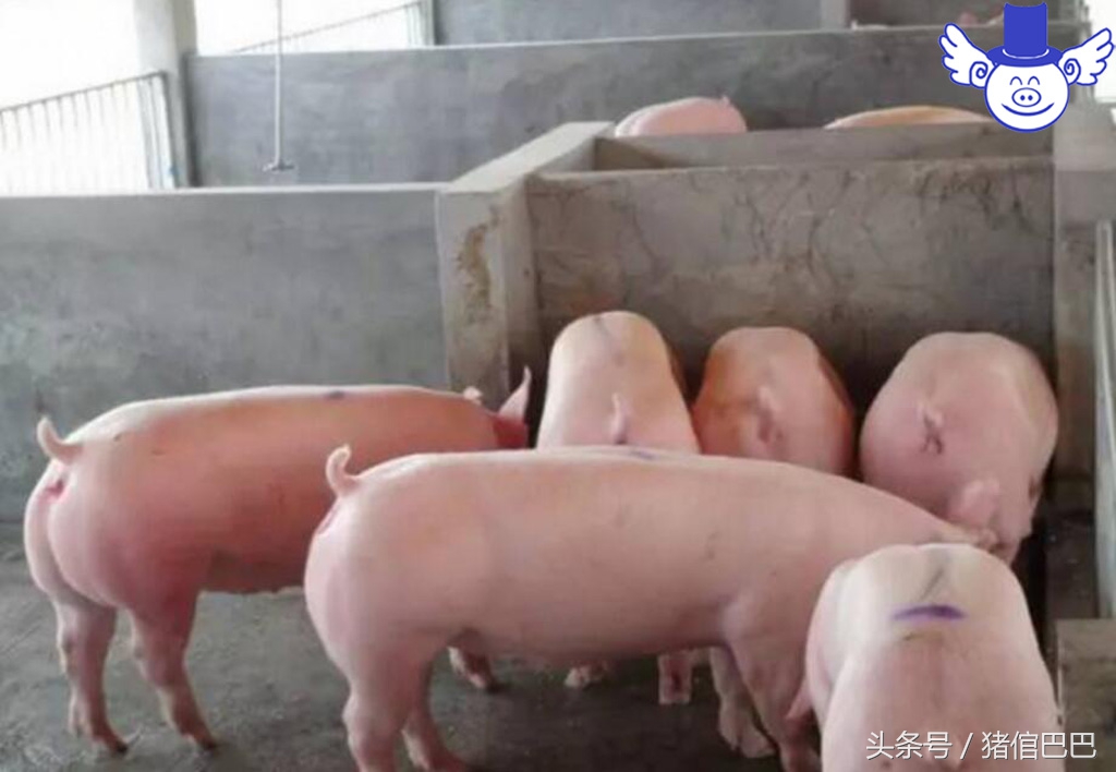 如何辨别猪流感和非瘟,如何辨别猪的病