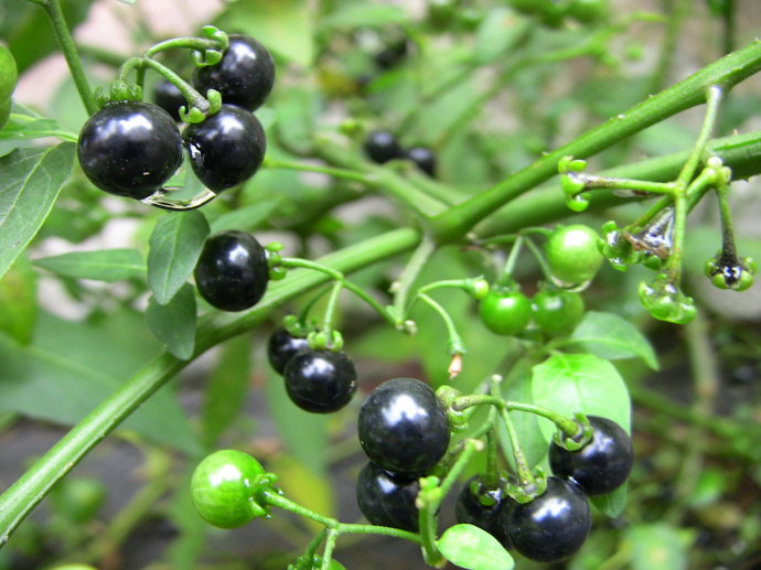 农村常见的中草药功效解说,常见中草药的功效与作用