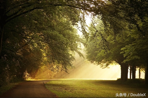 致橡树仿佛永远分离却又终身相依,读致橡树的感受