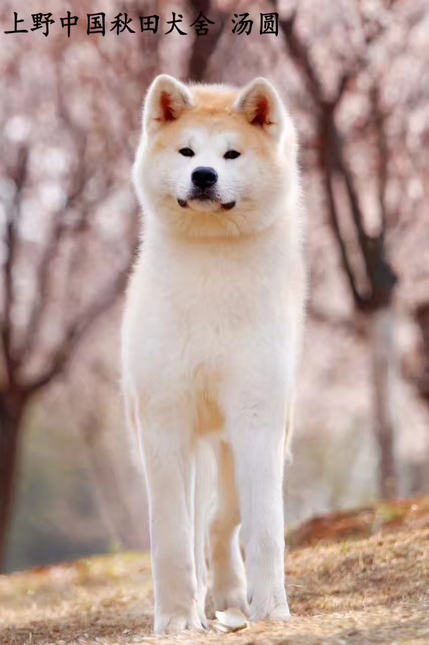 老婆不让养狗养些啥好,老婆不让养鸟